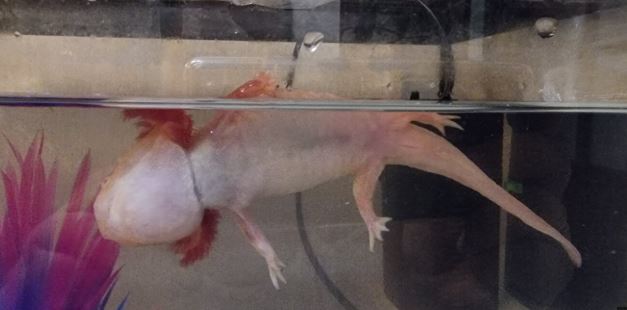 ¿Por qué mi axolote flota?