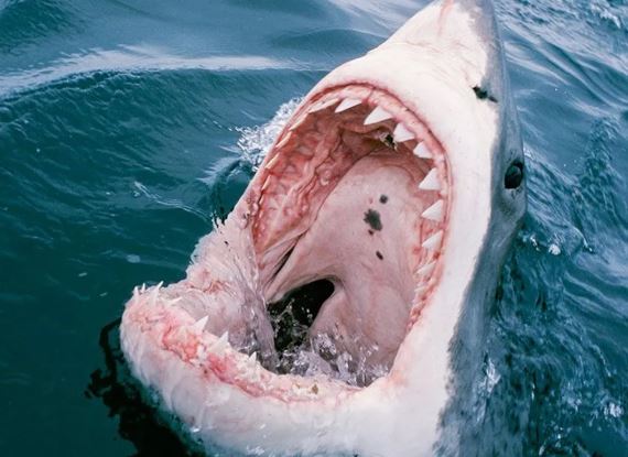 ¿Por qué los tiburones atacan a los humanos?