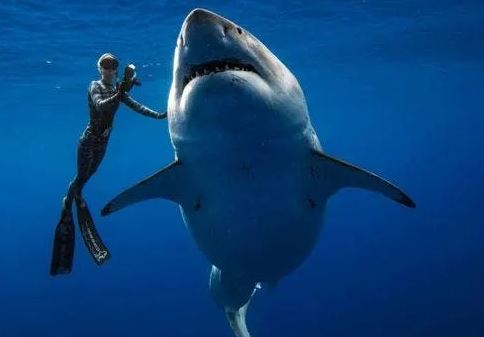 ¿Por qué los tiburones no pueden dejar de nadar?