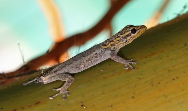 ¿Por qué las salamandras se ponen tiesas?