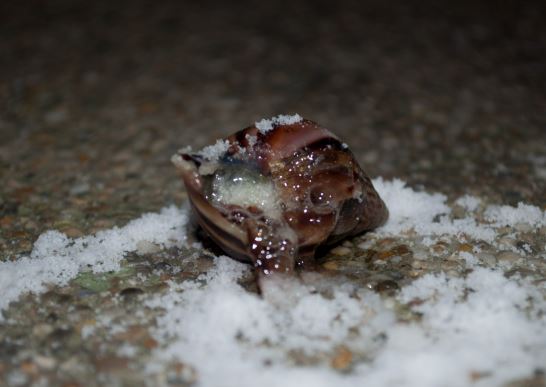 Por qué los caracoles se mueren con sal