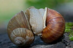 ¿Por qué los caracoles sacan espuma?