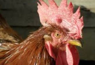 Por qué tu gallo está pálido
