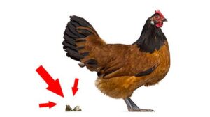 Por qué mi pollo hace popó blanco