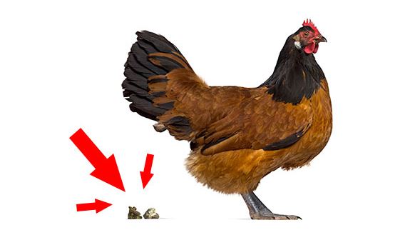 Por qué mi pollo hace popó blanco