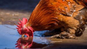 ¿Por qué mi pollo toma mucha agua?