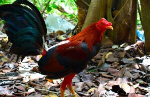 Por qué mi pollo no puede caminar