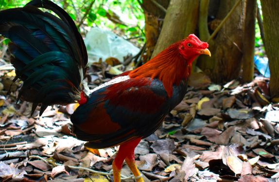 Por qué mi pollo no puede caminar