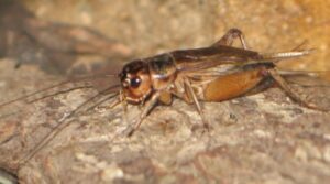 ¿Por qué los grillos hacen ruido?