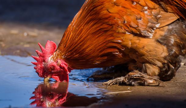Por qué mi pollo no quiere comer