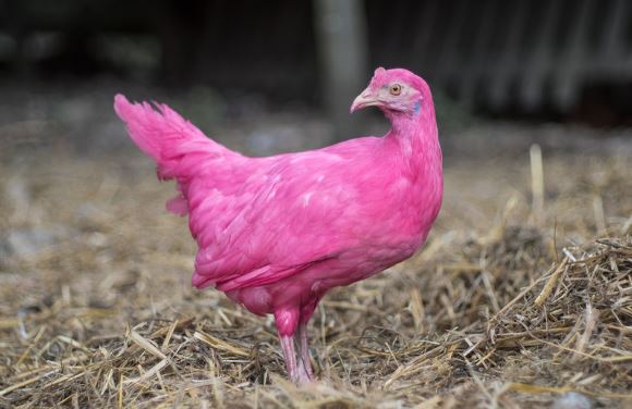 Por qué el pollo se pone rosa