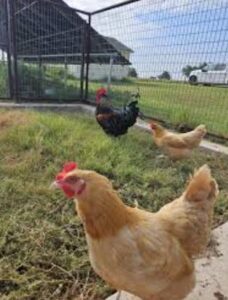 Por qué mi pollo me sigue