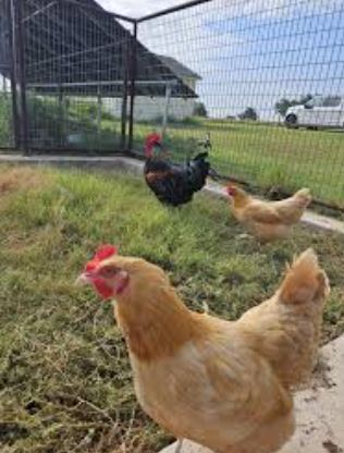 Por qué mi pollo me sigue