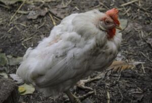 ¿Por qué mi pollo está triste?