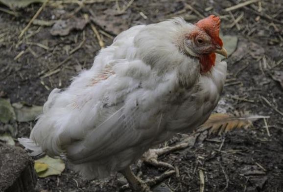 ¿Por qué mi pollo está triste?