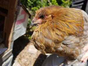Por qué mi pollo tiene una bola en el cuello