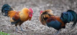 Por qué tu pollo no quiere pelear