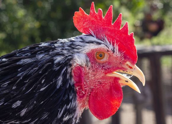 ¿Por qué mi pollo jadea mucho?