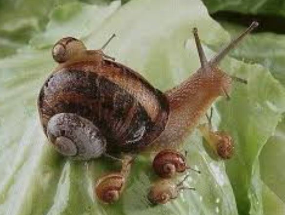 ¿Por qué los caracoles no salen de su caparazón?