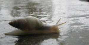 Por qué salen los caracoles después de la lluvia