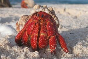 ¿Por qué los cangrejos “sacan humo”?