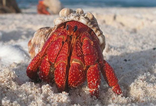 ¿Por qué los cangrejos “sacan humo”?