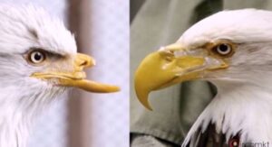 Por qué las águilas rompen su pico