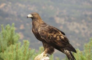 Por qué las águilas están en peligro de extinción