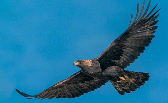 ¿Por qué las águilas vuelan en círculos?