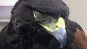 ¿Por qué le tapan los ojos a las águilas?