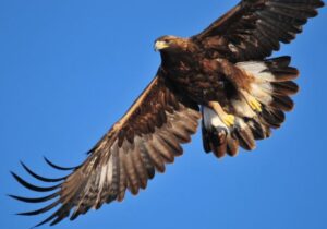 Por qué las águilas no vuelan sobre el mar