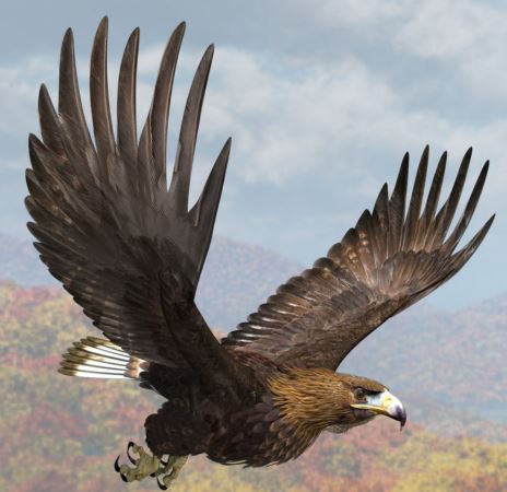 ¿Por qué las águilas se toman de las patas en el aire?