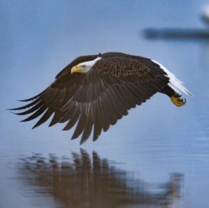 ¿Por qué las águilas esquivan el agua?