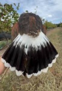 ¿Por qué las águilas se arrancan las plumas?