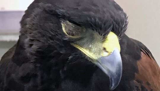 ¿Por qué le tapan los ojos a las águilas?