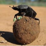 Por qué los escarabajos llevan popó