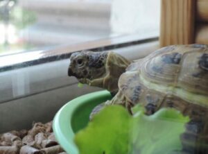 Por qué mi tortuga no quiere comer