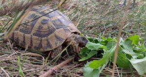 Por qué mi tortuga tiene el caparazón blando