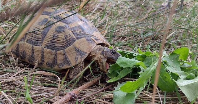 Por qué mi tortuga tiene el caparazón blando