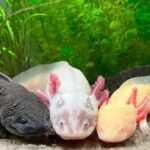 Por qué está en peligro de extinción el ajolote