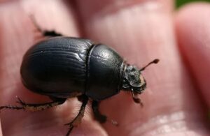 Por qué salen escarabajos en casa