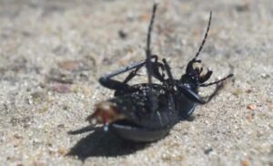 Por qué los escarabajos mueren boca arriba