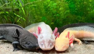 Por qué está en peligro de extinción el ajolote