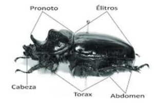 Partes de un escarabajo: cómo funciona
