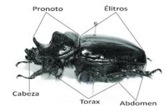 Partes de un escarabajo: cómo funciona