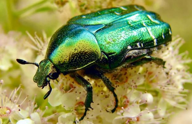 Qué comen los escarabajos
