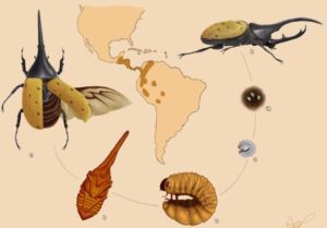 Ciclo de vida del escarabajo rinoceronte