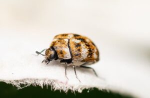 Escarabajo de alfombra: por qué sale