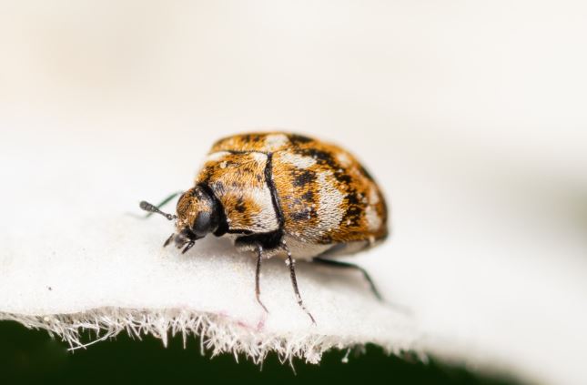 Escarabajo de alfombra: por qué sale