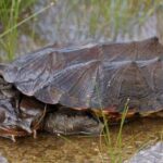 ¿La tortuga matamata es peligrosa?